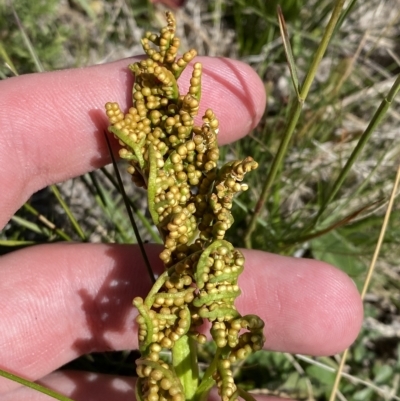 Botrychium australe (Austral Moonwort) at Kosciuszko National Park - 11 Mar 2023 by Tapirlord