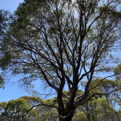 Eucalyptus stellulata (Black Sally) at Bimberi, NSW - 11 Mar 2023 by Tapirlord