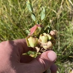 Pimelea bracteata (A Rice Flower) at Kosciuszko National Park - 11 Mar 2023 by Tapirlord