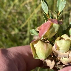 Pimelea bracteata at Bimberi, NSW - 11 Mar 2023 12:05 PM