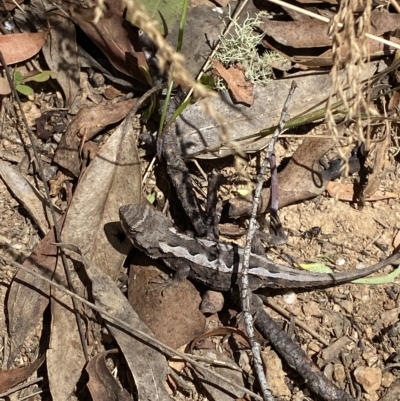 Rankinia diemensis (Mountain Dragon) at Cooleman, NSW - 11 Mar 2023 by Tapirlord