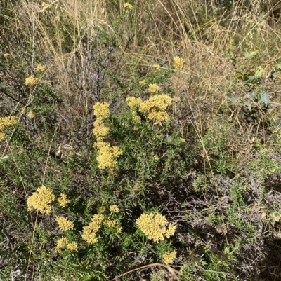 Cassinia monticola (Mountain Cassinia) at Cooleman, NSW - 11 Mar 2023 by Tapirlord