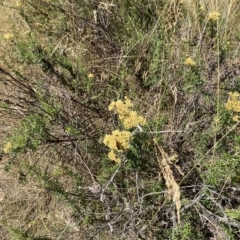 Cassinia monticola at Cooleman, NSW - 11 Mar 2023 11:57 AM