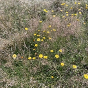 Xerochrysum subundulatum at Cooleman, NSW - 11 Mar 2023 11:52 AM