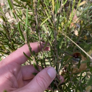 Hovea asperifolia subsp. asperifolia at Tantangara, NSW - 11 Mar 2023