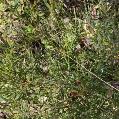 Hovea asperifolia subsp. asperifolia at Tantangara, NSW - 11 Mar 2023 11:39 AM