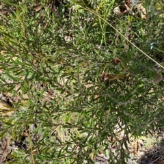 Hovea asperifolia subsp. asperifolia at Tantangara, NSW - 11 Mar 2023 11:39 AM