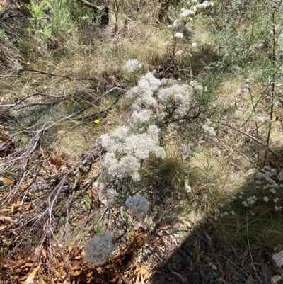 Ozothamnus thyrsoideus (Sticky Everlasting) at Tantangara, NSW - 11 Mar 2023 by Tapirlord