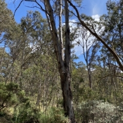 Eucalyptus rubida subsp. rubida (Candlebark) at Kosciuszko National Park - 11 Mar 2023 by Tapirlord