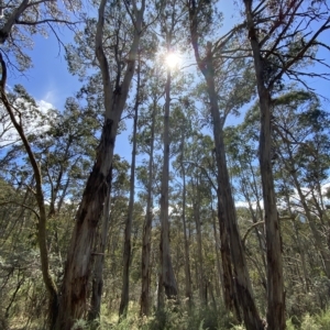 Eucalyptus rubida subsp. rubida at Cooleman, NSW - 11 Mar 2023 11:36 AM