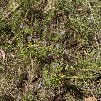 Mentha diemenica (Wild Mint, Slender Mint) at Kosciuszko National Park - 11 Mar 2023 by Tapirlord