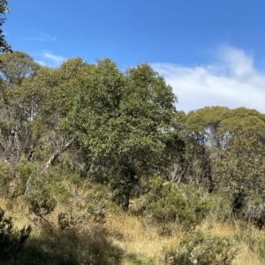 Eucalyptus stellulata at Kosciuszko National Park - 11 Mar 2023 11:08 AM