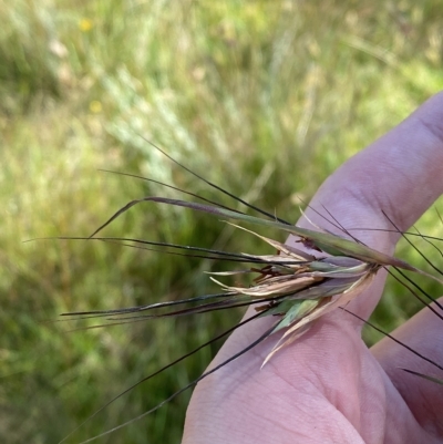 Themeda triandra (Kangaroo Grass) at Kosciuszko National Park - 11 Mar 2023 by Tapirlord