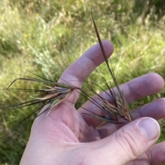 Themeda triandra at Tantangara, NSW - 11 Mar 2023 11:08 AM