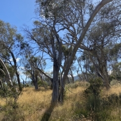 Eucalyptus pauciflora subsp. pauciflora (White Sally, Snow Gum) at Kosciuszko National Park - 11 Mar 2023 by Tapirlord