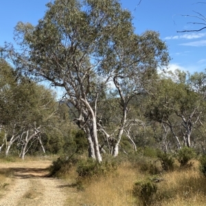 Eucalyptus pauciflora subsp. pauciflora at Tantangara, NSW - 11 Mar 2023