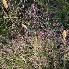 Agrostis capillaris (Brown Top Bent Grass) at Kosciuszko National Park - 11 Mar 2023 by Tapirlord