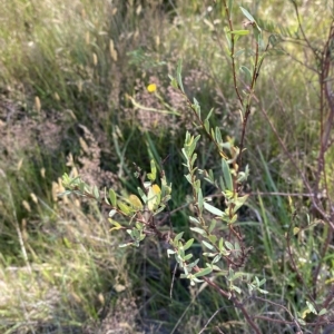 Pimelea pauciflora at Tantangara, NSW - 11 Mar 2023 11:07 AM