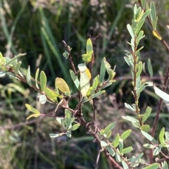 Pimelea pauciflora at Tantangara, NSW - 11 Mar 2023