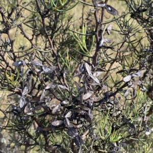 Hakea microcarpa at Tantangara, NSW - 11 Mar 2023