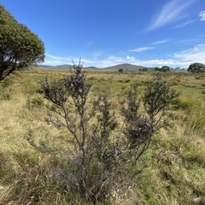 Hakea microcarpa at Tantangara, NSW - 11 Mar 2023