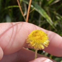 Coronidium monticola at Tantangara, NSW - 11 Mar 2023