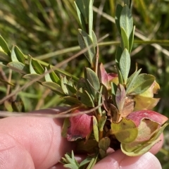 Pimelea bracteata (A Rice Flower) at Kosciuszko National Park - 10 Mar 2023 by Tapirlord