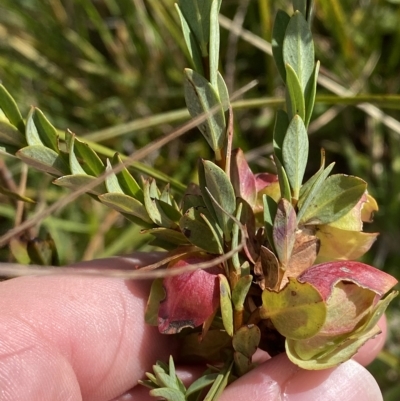 Pimelea bracteata (A Rice Flower) at Kosciuszko National Park - 10 Mar 2023 by Tapirlord