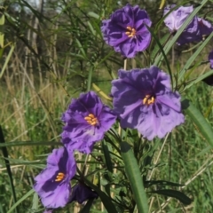 Solanum linearifolium (Kangaroo Apple) at Flea Bog Flat, Bruce - 30 Oct 2022 by michaelb