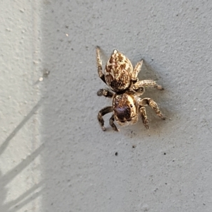 Maratus griseus at Lyneham, ACT - 11 Apr 2023