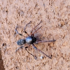 Lampona cylindrata at Lyneham, ACT - 11 Apr 2023