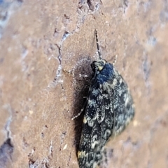 Halone sinuata at Lyneham, ACT - 11 Apr 2023