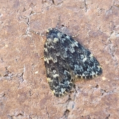 Halone sinuata at Lyneham, ACT - 11 Apr 2023 10:22 AM