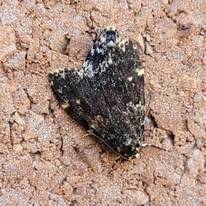 Halone sinuata at Lyneham, ACT - 11 Apr 2023 10:01 AM