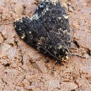 Halone sinuata at Lyneham, ACT - 11 Apr 2023 10:01 AM