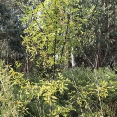 Fraxinus sp. (An Ash) at Lawson, ACT - 11 Apr 2023 by rainer