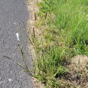 Chloris virgata at Lyneham, ACT - 11 Apr 2023