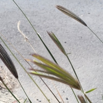 Chloris virgata (Feathertop Rhodes Grass) at Mitchell, ACT - 11 Apr 2023 by trevorpreston