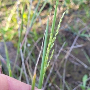 Ehrharta erecta at Mitchell, ACT - 11 Apr 2023