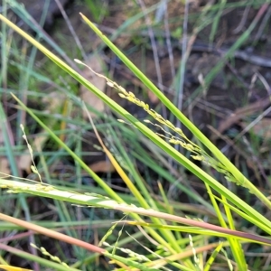 Ehrharta erecta at Mitchell, ACT - 11 Apr 2023