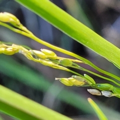 Ehrharta erecta at Mitchell, ACT - 11 Apr 2023