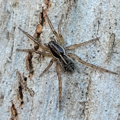 Lycosidae (family) (Wolf spider) at Mitchell, ACT - 11 Apr 2023 by trevorpreston