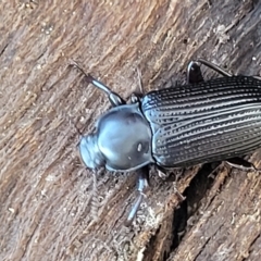 Meneristes australis at Mitchell, ACT - 11 Apr 2023 11:43 AM