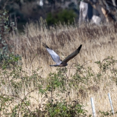 Circus assimilis (Spotted Harrier) at Molonglo Valley, ACT - 11 Apr 2023 by JohnHurrell