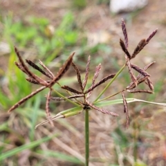 Cyperus congestus (Dense Flat-sedge) at Holt, ACT - 11 Apr 2023 by trevorpreston