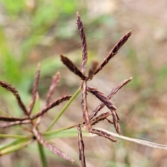 Cyperus congestus at Holt, ACT - 11 Apr 2023