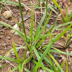 Cyperus congestus at Holt, ACT - 11 Apr 2023