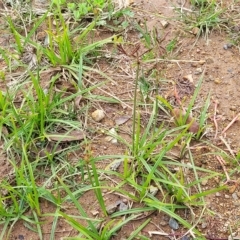 Cyperus congestus at Holt, ACT - 11 Apr 2023