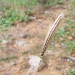 Chloris virgata at Holt, ACT - 11 Apr 2023