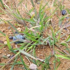 Chloris virgata at Holt, ACT - 11 Apr 2023